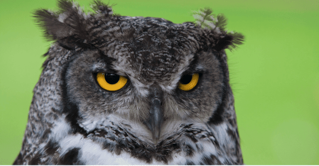 An owl